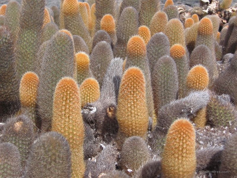 cacti cactus